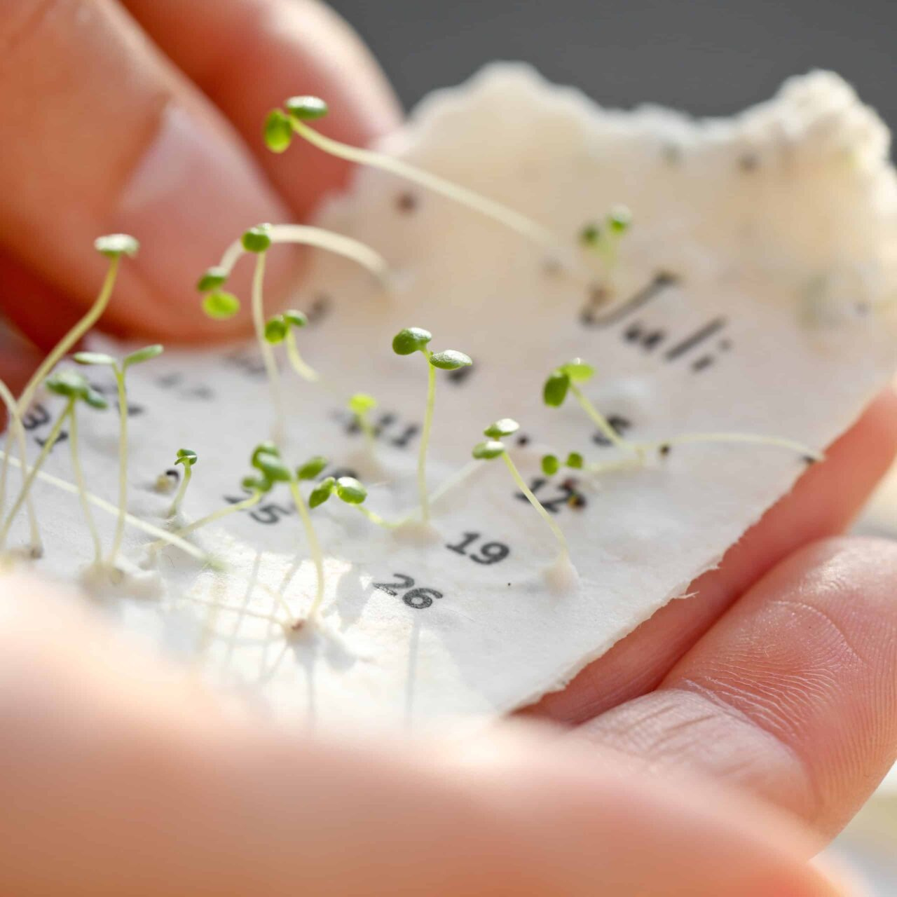 Einpflanzbarer Kalender 2026 Aus Handgemachtem Saatpapier | Der Wachsende Kalender 2026