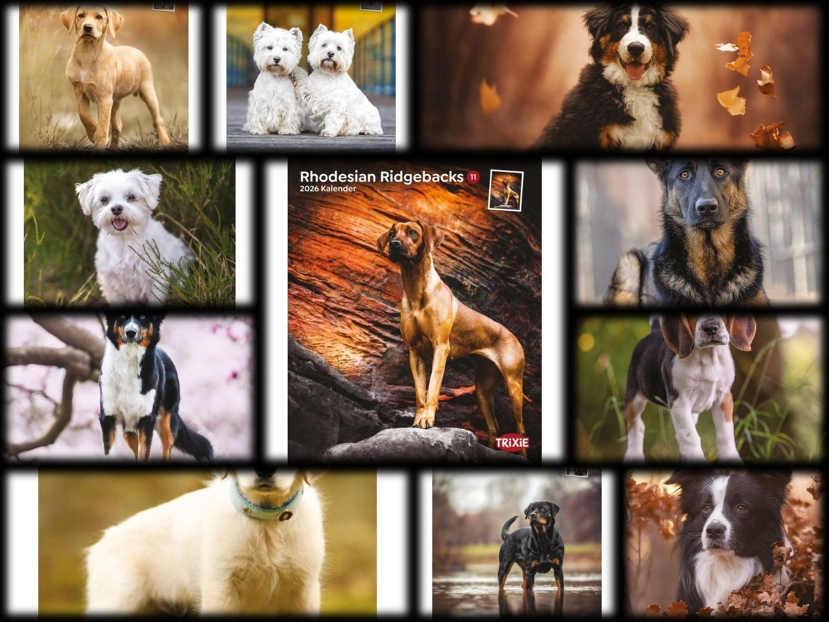 Trixie Kalender 2026 Hunde Katze Pferde Wölfe Welpen | Trixie Kalender 2026